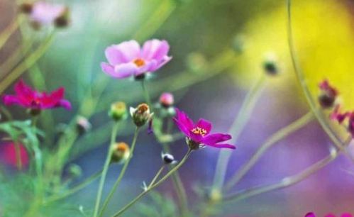 绝望之花，一种寓意着绝望、悲伤的花卉