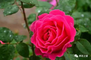 夏季管理细节之——水分管理