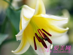 月季的阳光舞者：如何让它沐浴在阳光下