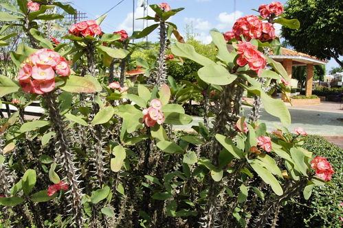 藤本月季的种植与养护