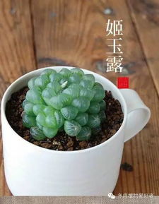 姬玉露叶子瘪了？如何恢复生机