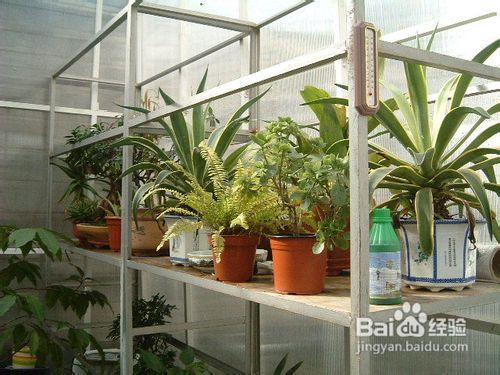 冬天低温盆栽怎么防冻？如何安全度过寒冷季节