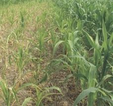 草甘膦与植物生长的微妙关系