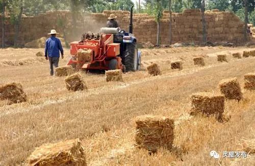 天津实施秸秆禁烧政策，提升花卉种植者补贴力度