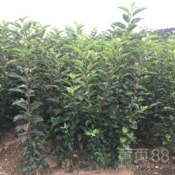 市场需求，决定收益