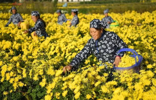 皇菊：观赏与食用两相宜