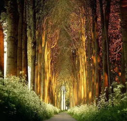 树木名称的由来