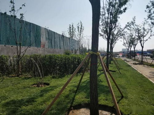 高温季节草坪铺植的重要性