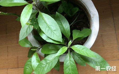 折吉祥草的禁忌