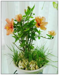 果木花卉：果实累累， 实用美观