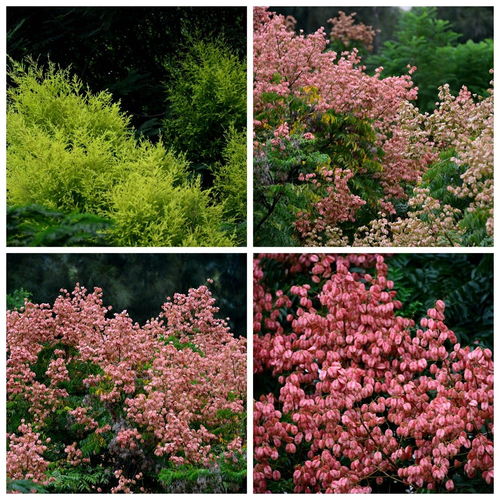 揭秘：白银市适合种植的花卉与市树一览