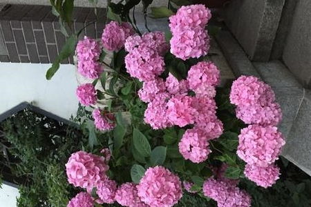 一、 大岩桐：花朵美艳，耐阴又抗潮