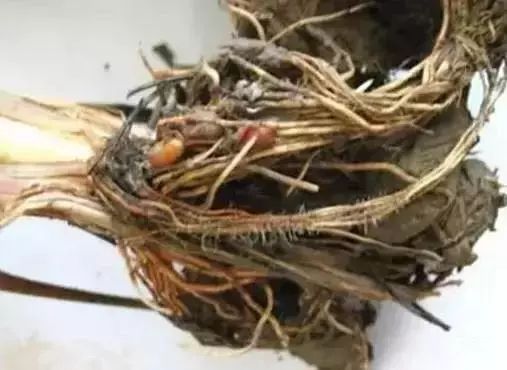 吡虫啉：地下害虫的克星