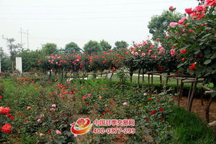 提高树状月季成活率的秘诀