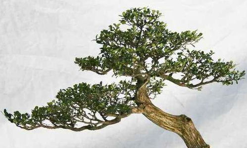 肥料，不嫩少了这关键一环