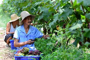 土地流转，收获双赢大丰收！