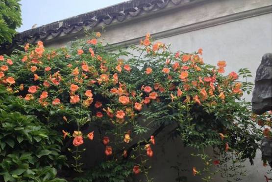 种植爬墙玫瑰的小技巧