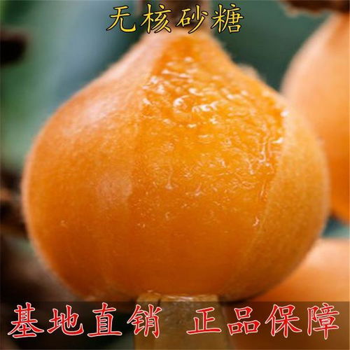 枇杷籽怎么种？几年结果