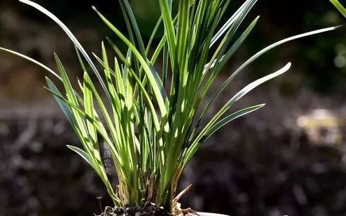 君子兰的种植技巧