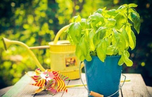 花卉缺水是蕞常见的黄叶原因