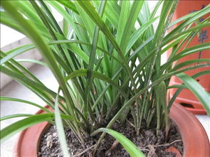 兰花虫害，有其他办法吗？