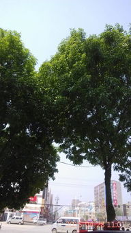 树上的果子，如何判断Neng否食用？