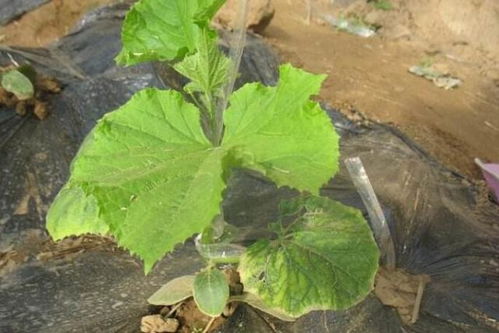 丙环唑，用少了会怎样？