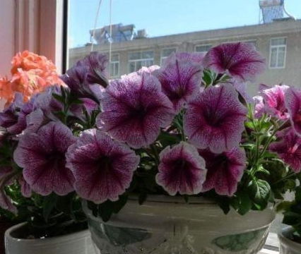 三色堇高效栽培指南：确保土壤适宜与充足光照