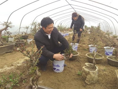 月季大师的传奇故事