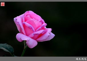 月季花的养护小贴士