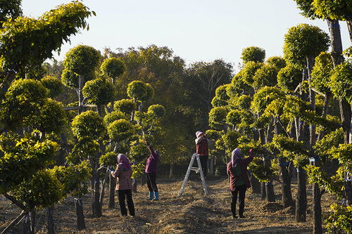 乡土品种的崛起