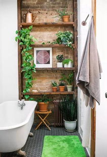 驱蚊又美观，选香叶天竺葵和薄荷