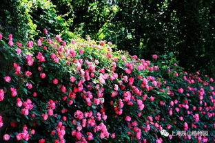 安吉拉的花怎么说呢