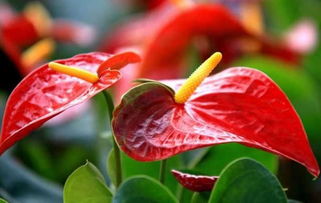 红掌变红的小秘密