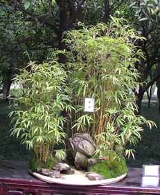 盆栽澳洲杉树如何浇水才能保持最佳生长状态