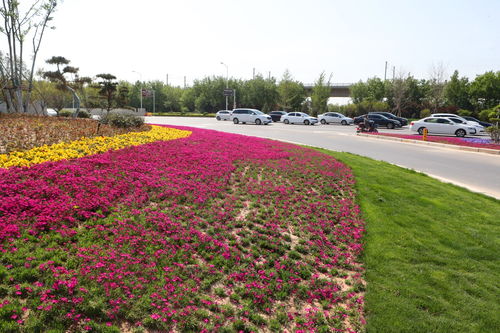 公园四季花草种类和颜色，了解一下？