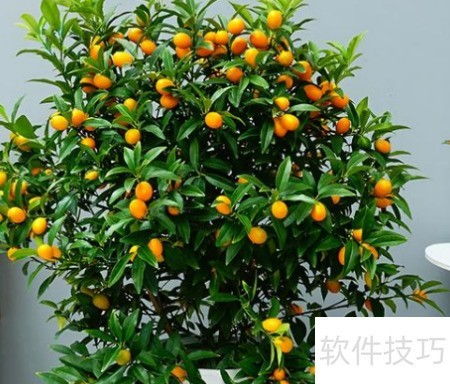 盆栽金桔：后来啊后的养护秘诀