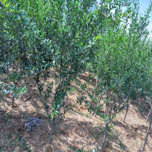 圆柏苗与石榴苗的价格大揭秘