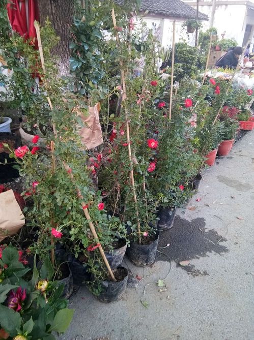 附加服务：增值服务， 锦上添花