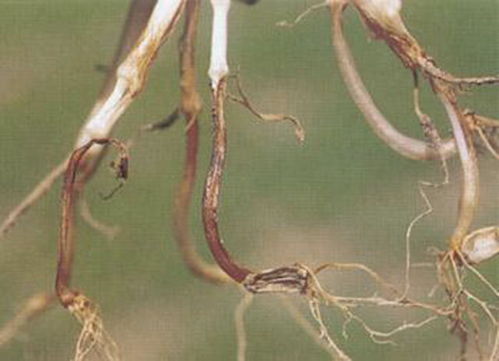 种子处理，防病第一步