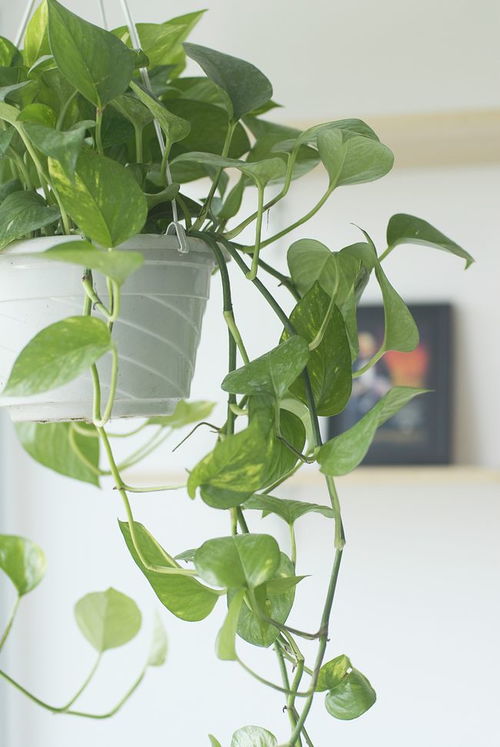 二、 大树遮阳，花草晒不死