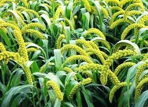 嵩县种丹参，一亩地真嫩年赚三万？揭秘种植丹参的真相！