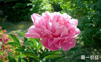 牡丹病的症状及治疗方法