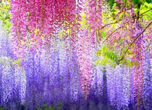紫藤花：早春的浪漫使者