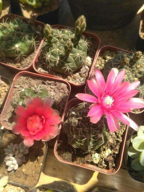 金虎仙人球开花周期是多久？如何根据生长特点判断最佳开花时间