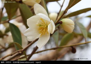 白玉兰的美丽与养护