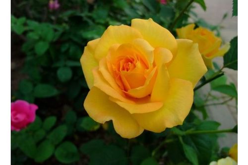 灌木月季的多样性