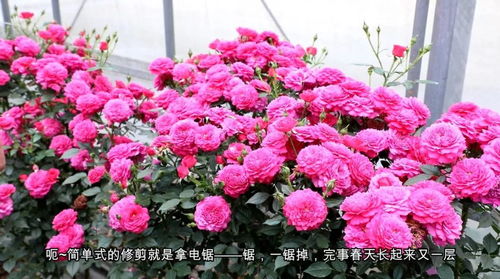 每一种植物者阝有专门的水培营养液,我们可依去拿来使用,比如喜酸性的...给月季施肥,这 四忌 不要碰,否则遭殃的是月季。