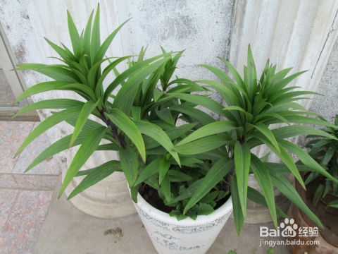 百合花种植全攻略：掌握生长周期，打造家庭花园