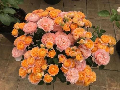 惯与贝壳月季的传说